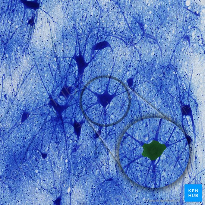 神经组织的组织学：神经元、神经与神经节 | 科纳博Kenhub