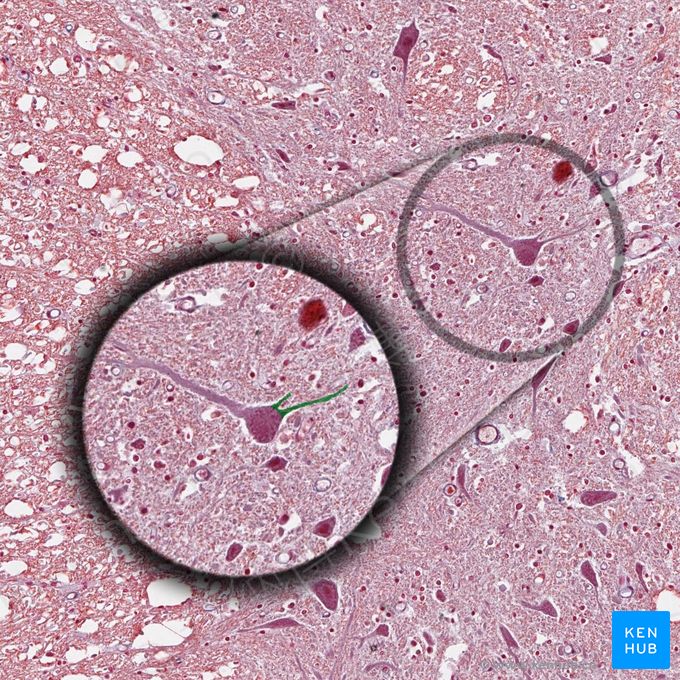 树突 (Dendrites)；图像：