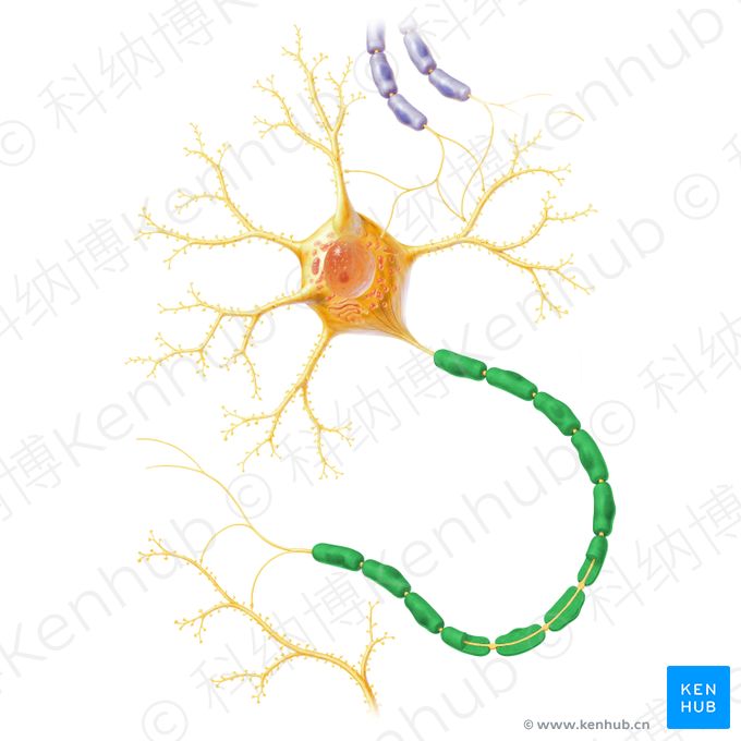 髓鞘 (Myelin sheath)；图像：Paul Kim