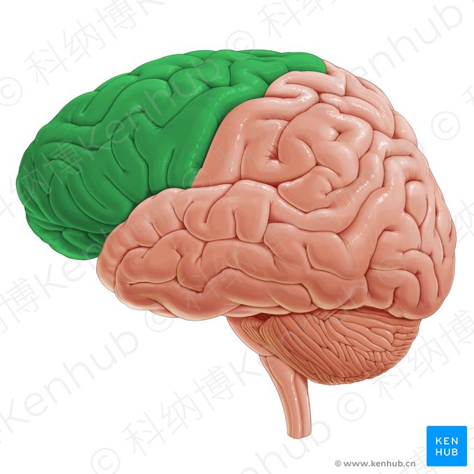 人体解剖学与组织学学习指南 | 科纳博Kenhub
