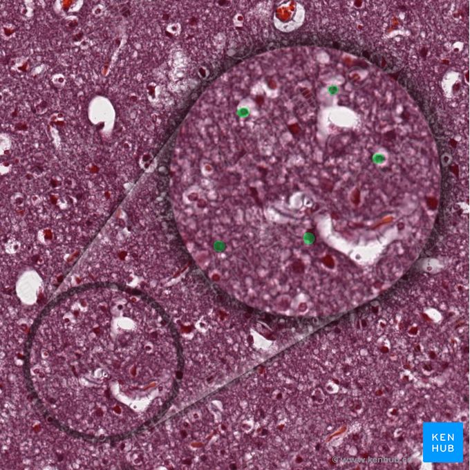 胶质细胞 (Glial cells)；图像：