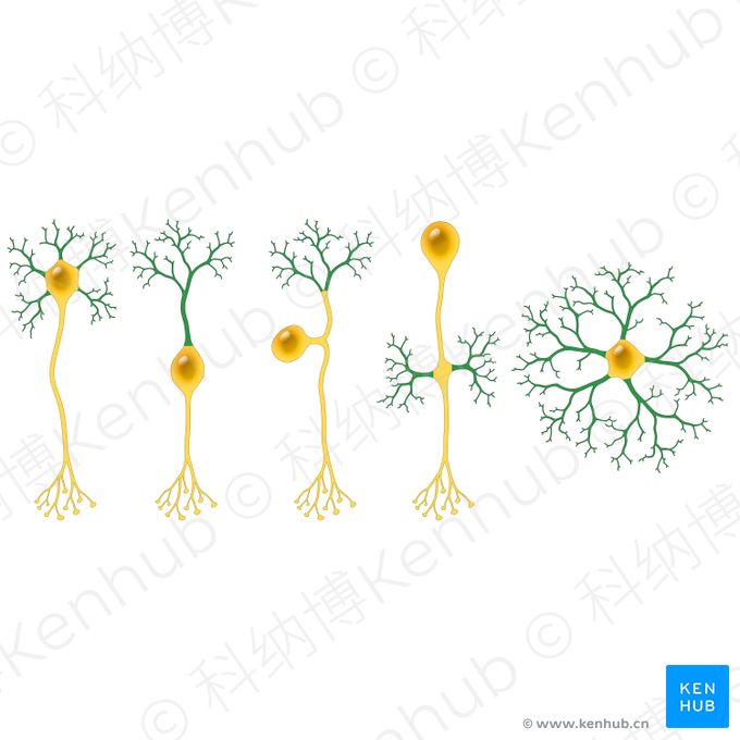 树突 (Dendrites)；图像：Paul Kim