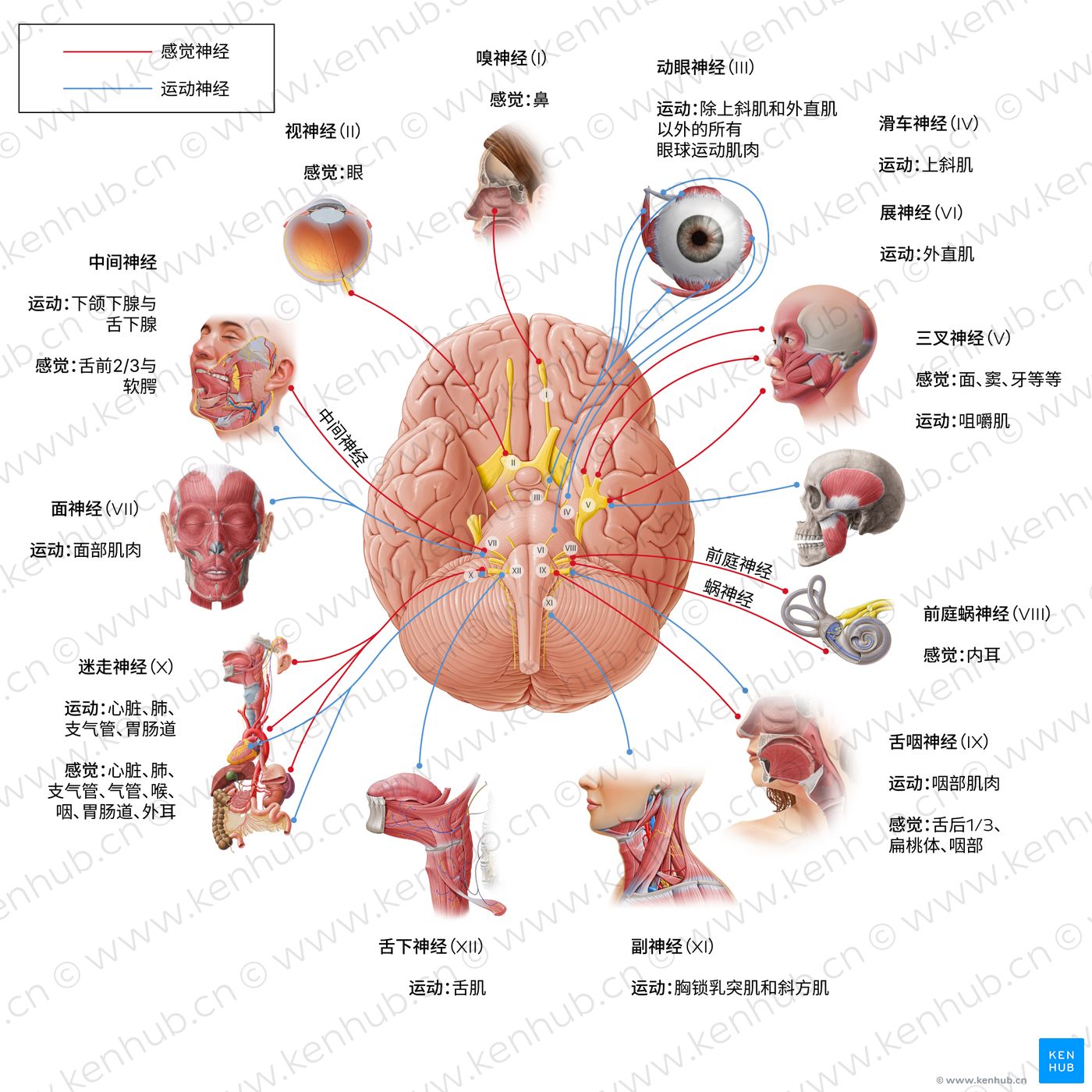 脑神经：解剖、名称、功能和口诀 | 科纳博Kenhub