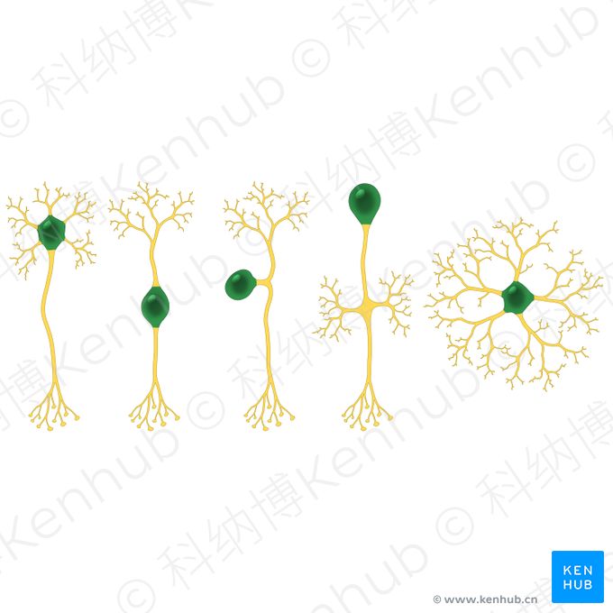 神经元胞体 (Cell body of neuron)；图像：Paul Kim