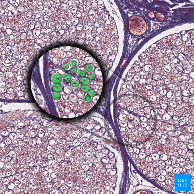 髓鞘 (Myelin sheath)；图像：