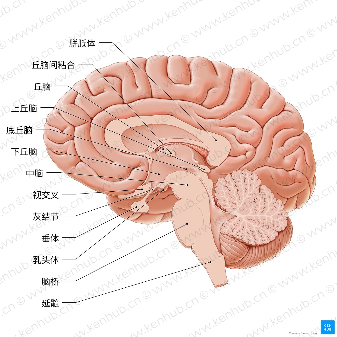 间脑：解剖与功能 | 科纳博Kenhub