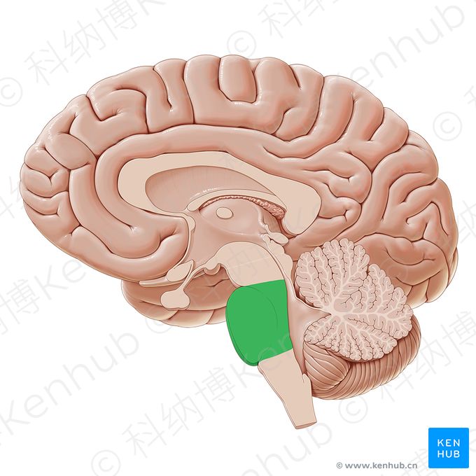 脑干：位置、解剖结构、组成部分、功能 | 科纳博Kenhub