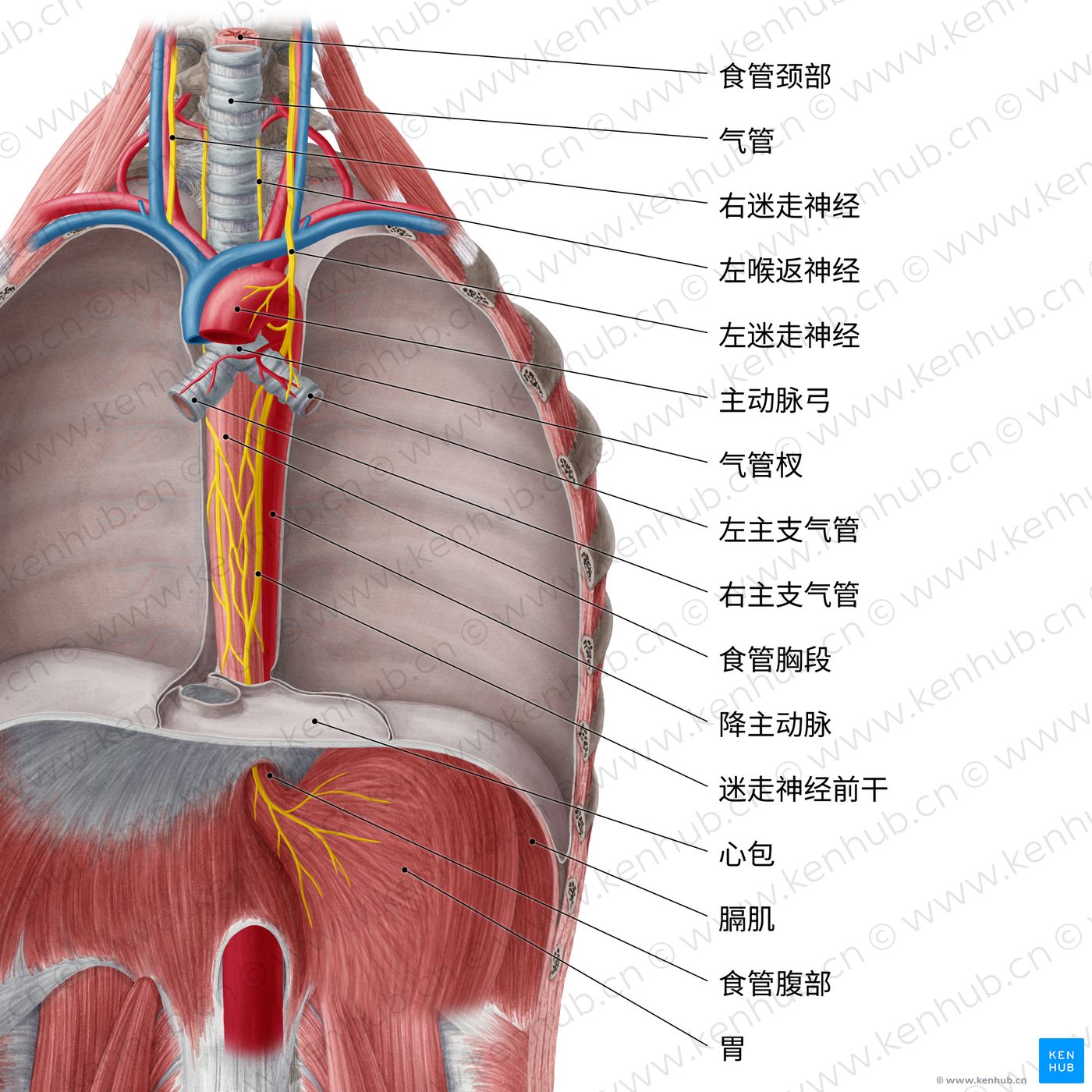 胸部的解剖：胸壁、胸腔、器官、神经支配与血供 | 科纳博Kenhub