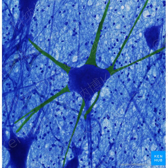 树突 (Dendrites)；图像：
