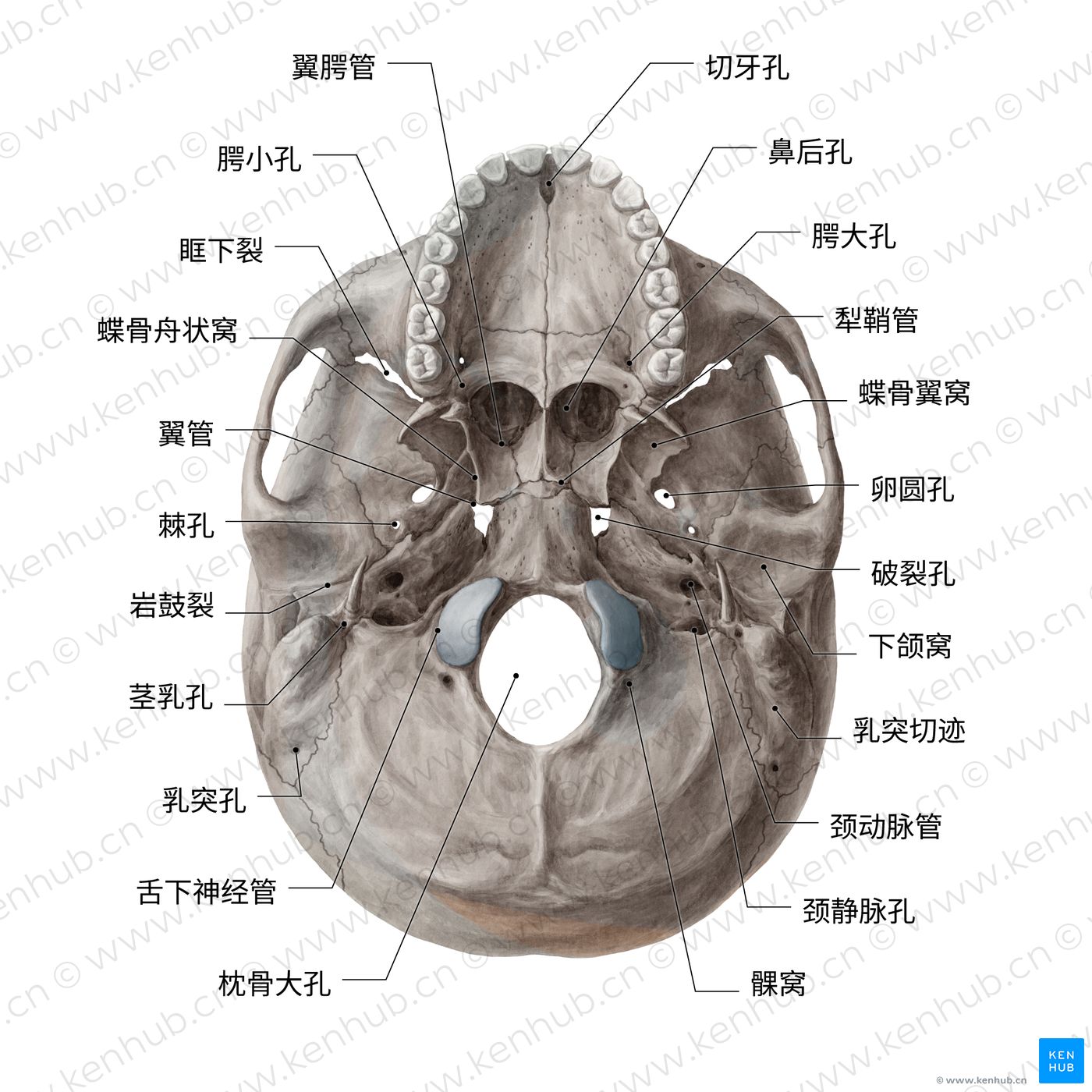 颅骨：解剖、结构、骨骼和测验。 | 科纳博Kenhub