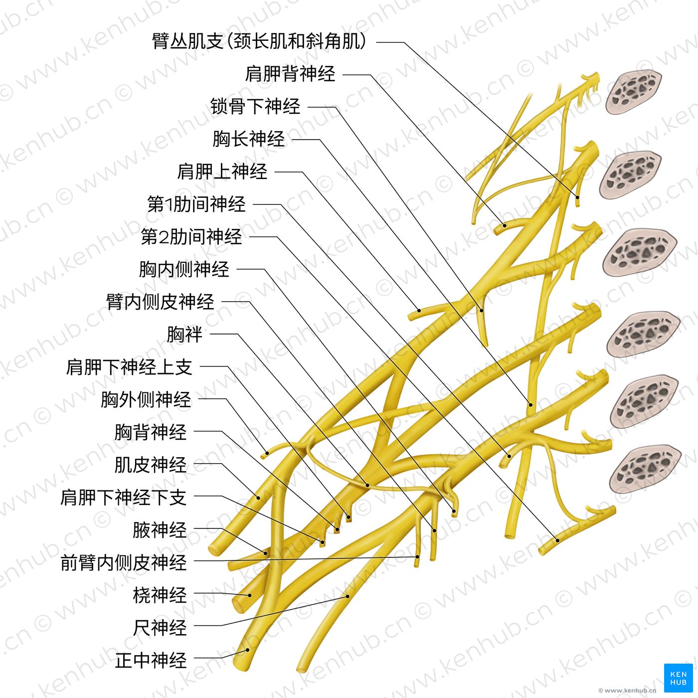 上肢：动脉、静脉和神经 | 科纳博Kenhub