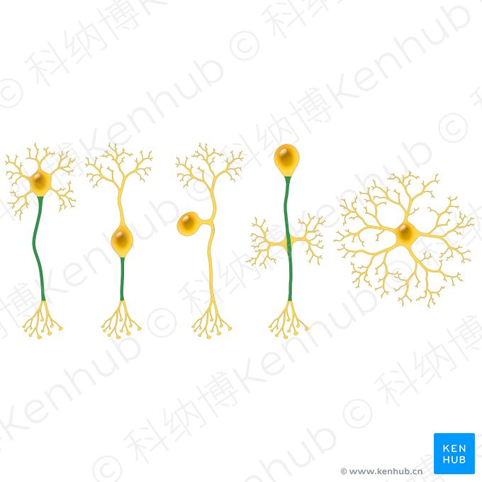 轴突 (Axon)；图像：Paul Kim