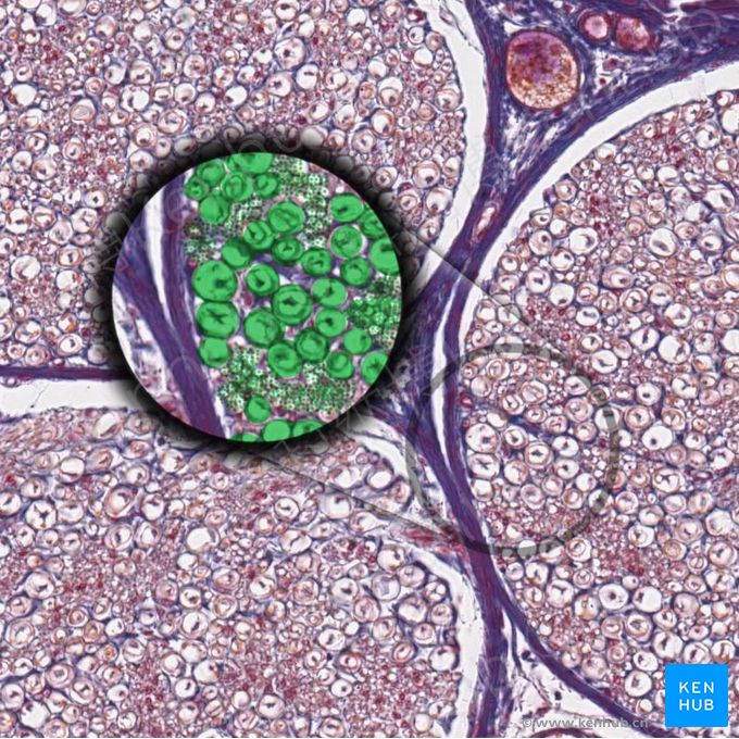 神经纤维 (Nerve fibers)；图像：