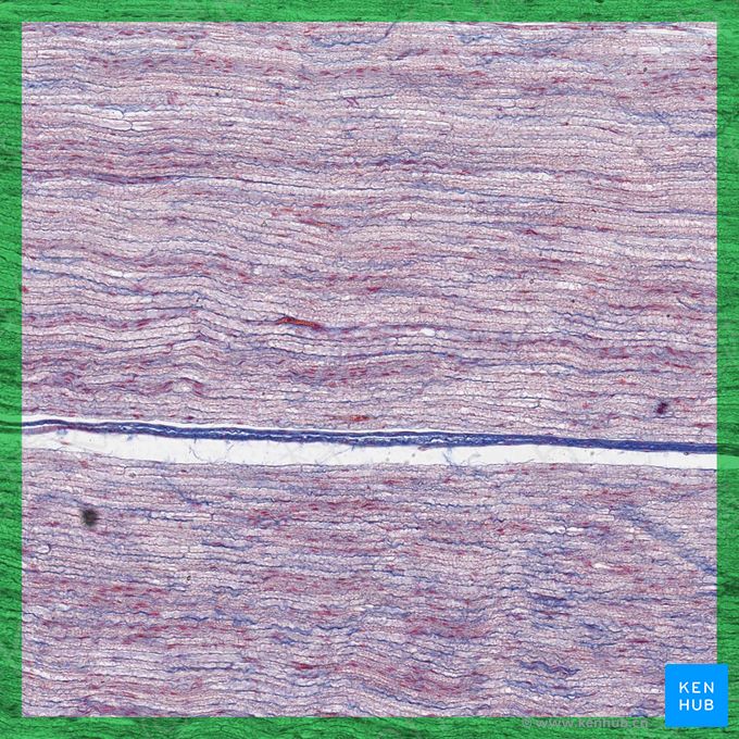 神经组织 (Nervous tissue)；图像：