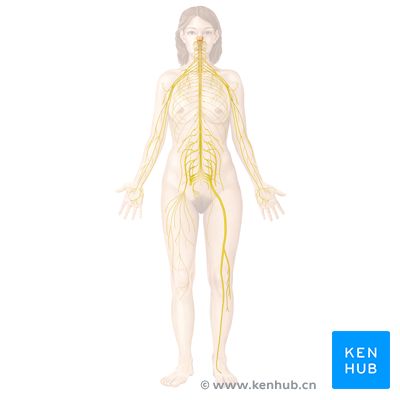 Nervous system - anterior view