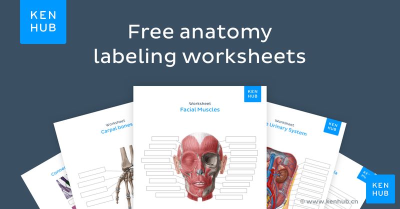 Free anatomy labeling worksheets. Discover the full collection below.