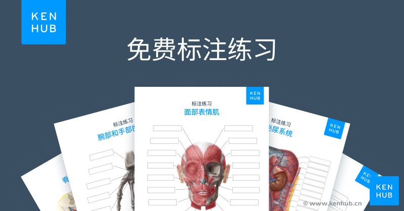 科纳博Kenhub的全套标注练习册