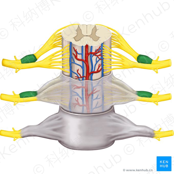 脊神经节 (Spinal ganglion)；图像：Rebecca Betts