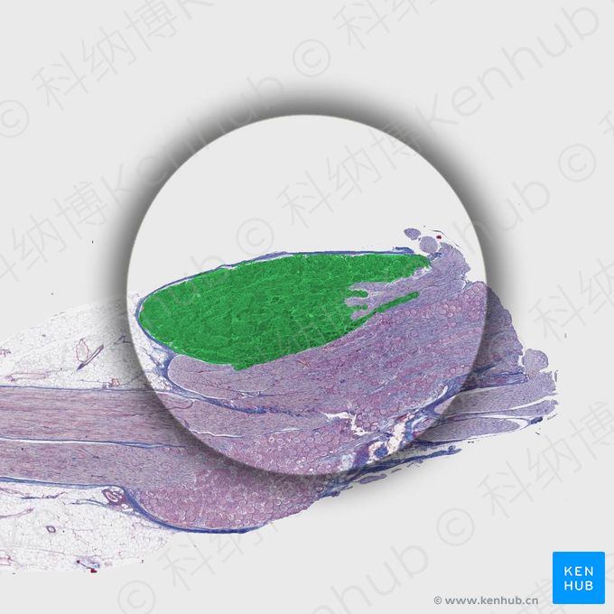 副交感神经节 (Parasympathetic ganglion)；图像：