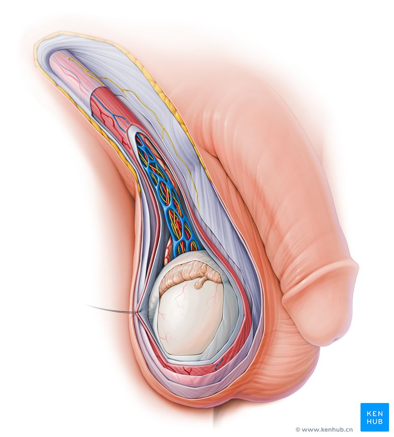 Male reproductive system