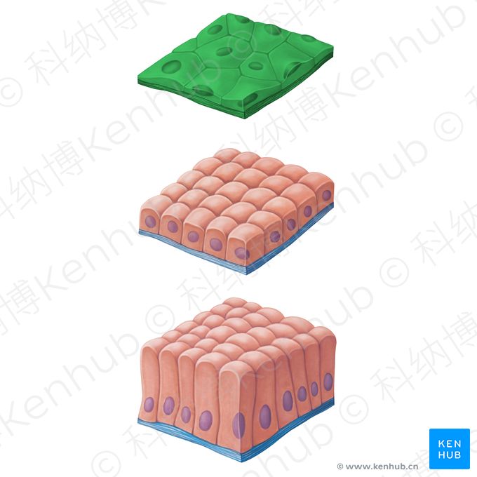 上皮组织：定义、功能与示例 | 科纳博Kenhub