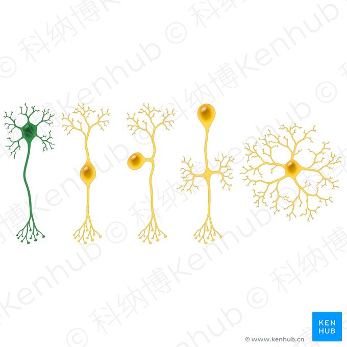 多极神经元 (Multipolar neuron)；图像：Paul Kim