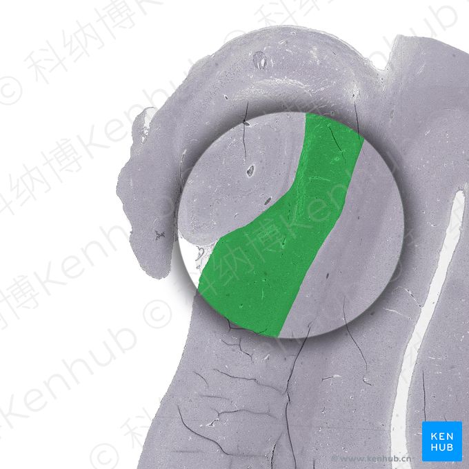 神经系统组织学 | 科纳博Kenhub