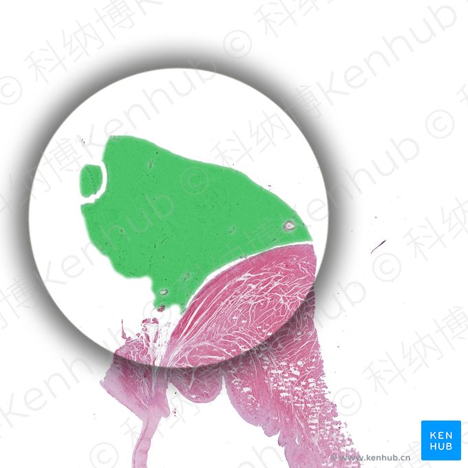 心血管系统组织学 | 科纳博Kenhub