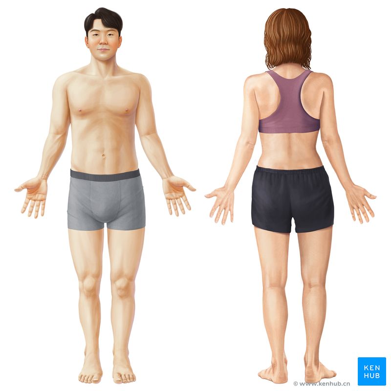 Human body - anterior and posterior views