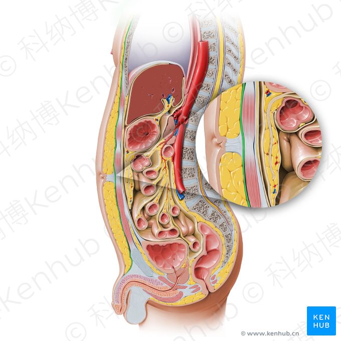 腹壁：层次、肌肉和筋膜 | 科纳博Kenhub
