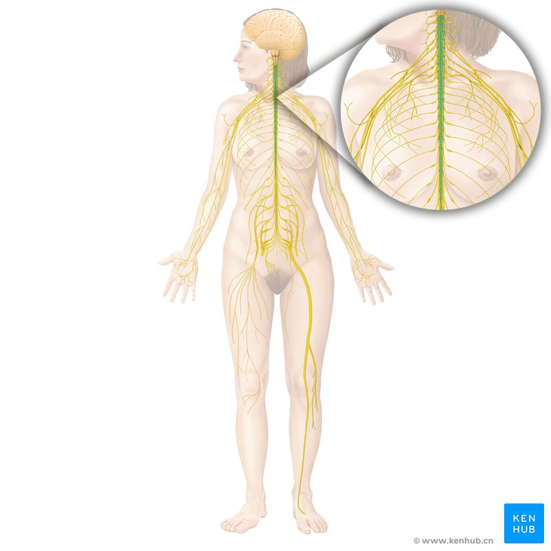 Neural pathways anatomy