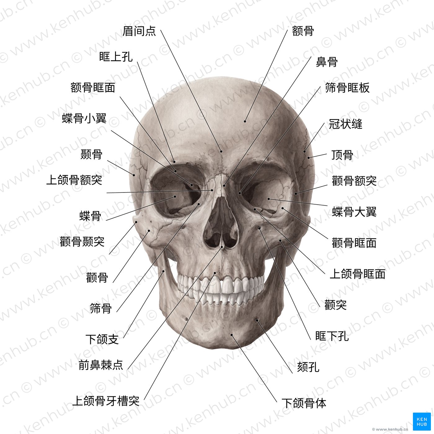 颅骨：解剖、结构、骨骼和测验。 | 科纳博Kenhub