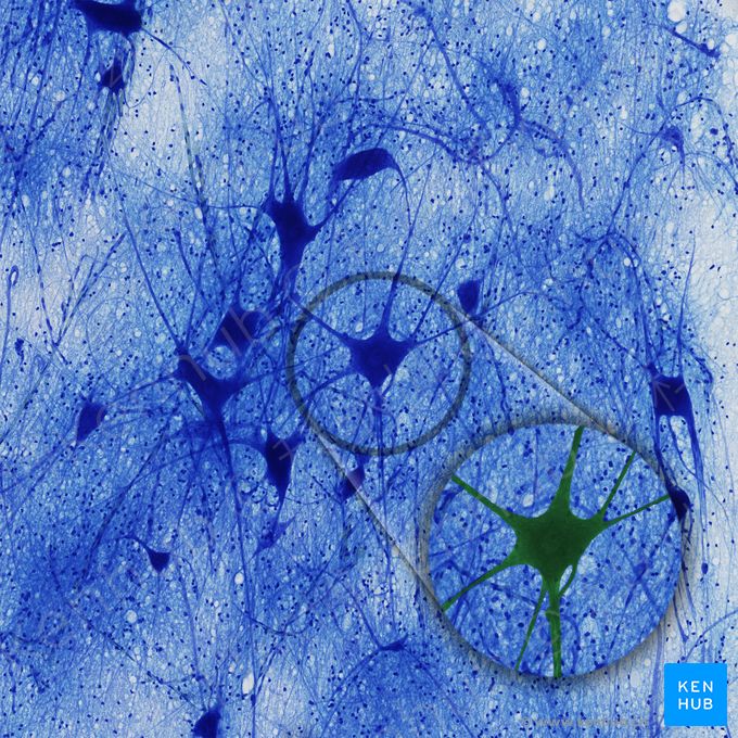 多极神经元 (Multipolar neuron)；图像：